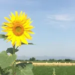Alte Heimat * Schwegenheim