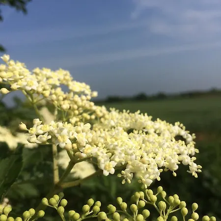 Alte Heimat Schwegenheim