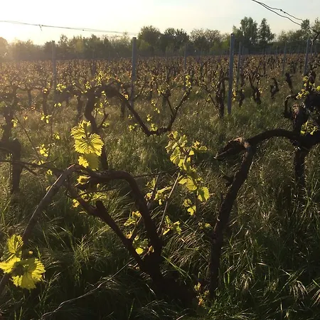 Apartamento Alte Heimat Schwegenheim