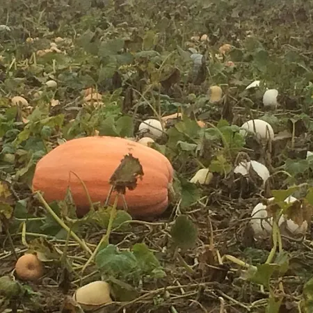 Apartamento Alte Heimat