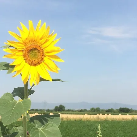 Alte Heimat * Schwegenheim