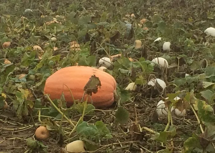 Apartamento Alte Heimat