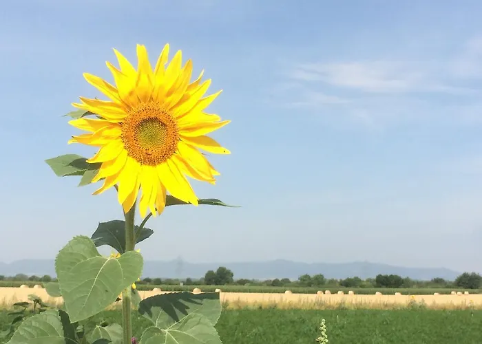 Alte Heimat * Schwegenheim